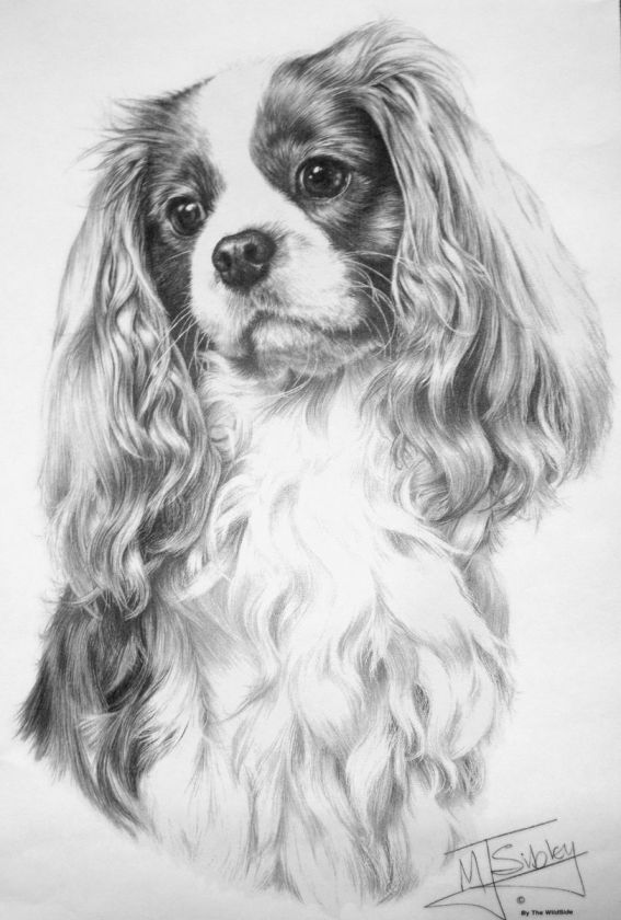 Custom CAVALIER KING CHARLES SPANIEL Pen & Ink Design Dog Breed T 