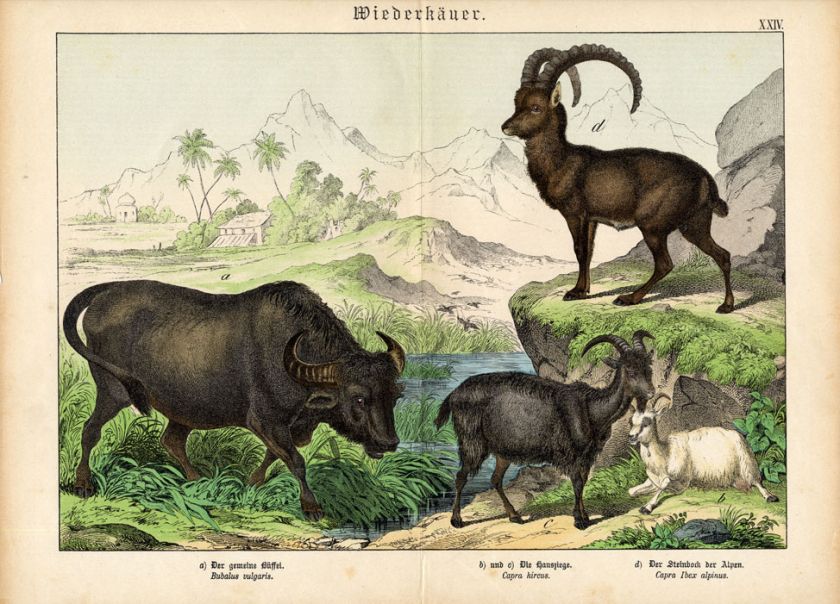 Antique Print BUFFALO GOAT ALPINE IBEX Schubert 1878  