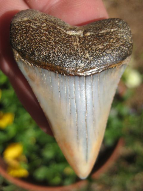 16 GREAT WHITE SHARK TOOTH FOSSIL Megalodon PERU GW  