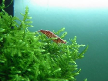 Christmas Moss PAD   LIVE AQUARIUM PLANT Red Shrimp  