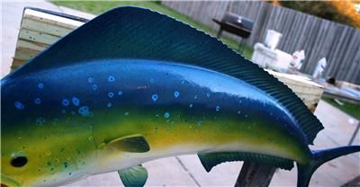 XL 34 inch Mahi Mahi Dolphin Fish Mount  Cool Colors  