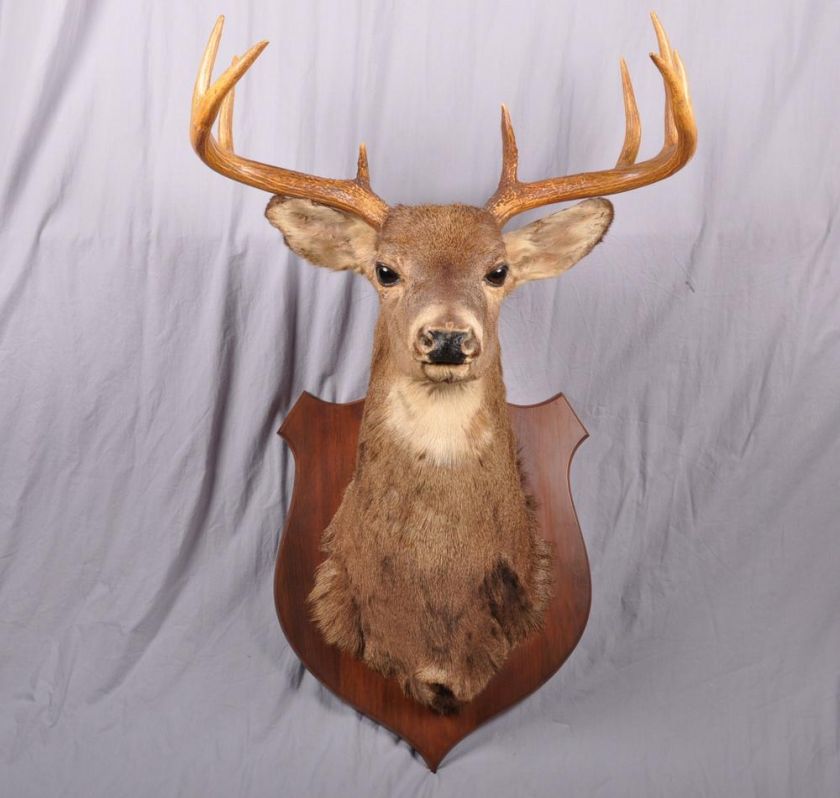 BIG Nova Scotia Whitetail Deer Taxidermy 10 Point Mount  