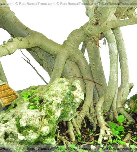 One of a Kind…Rare Indoor/Outdoor Hawaiian Bonsai Tree  